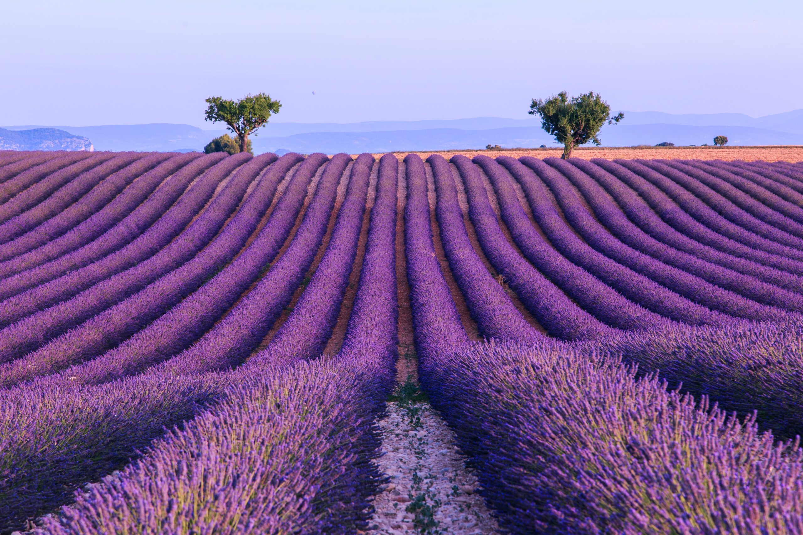 Lavender field summer landscape near Valensole Provence France Lavender field summer landscape near Valensole Provence France