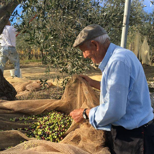 Tuscany olive harvest