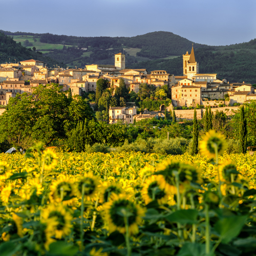 Umbrian countryside with sunflowers