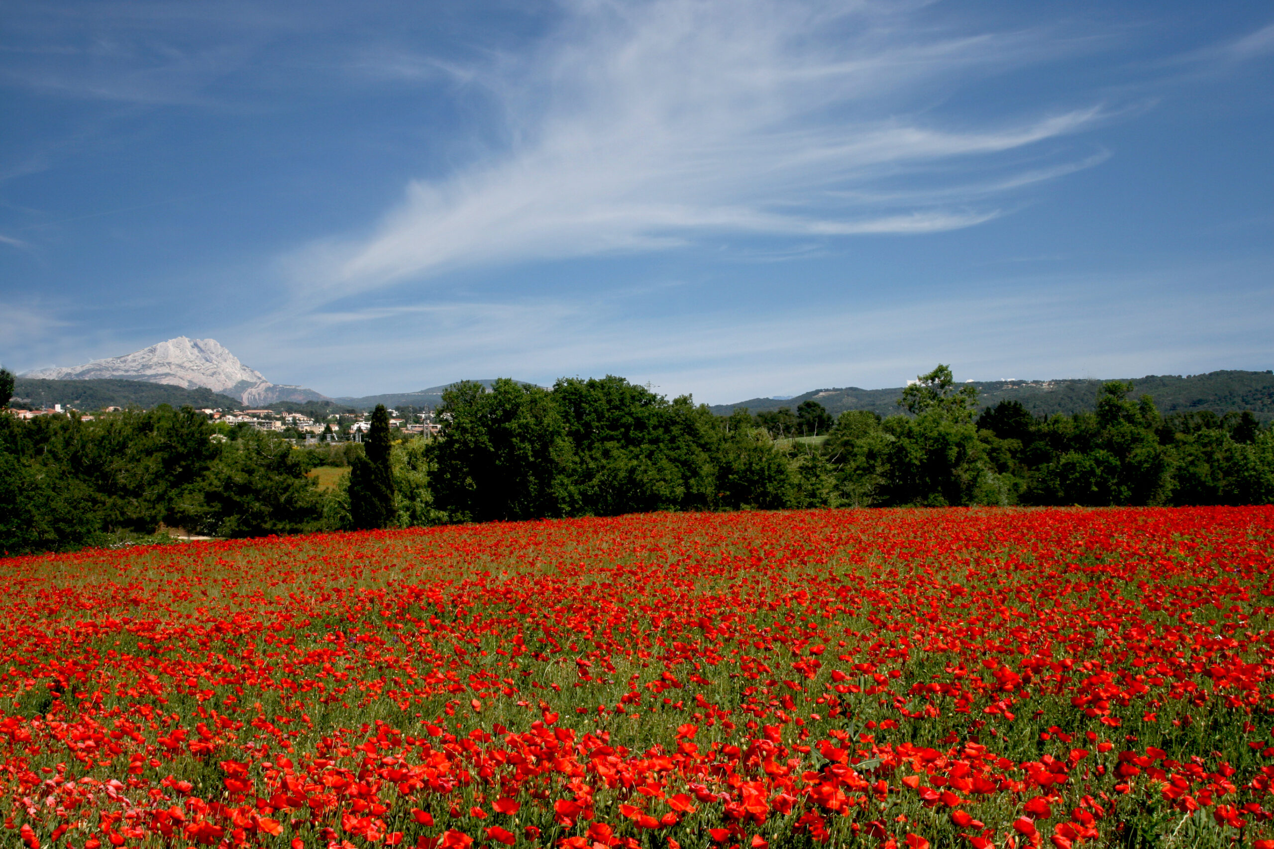 POPPY FIELD IN PROVENCE